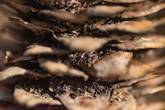 Pucciniastrum areolatum