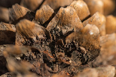 Pucciniastrum areolatum