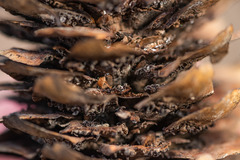 Pucciniastrum areolatum