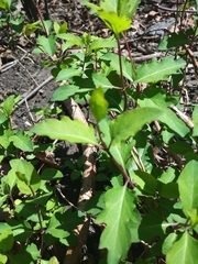 Lonicera japonica