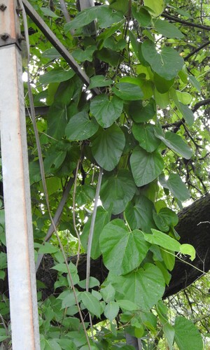 Isotrema tomentosum