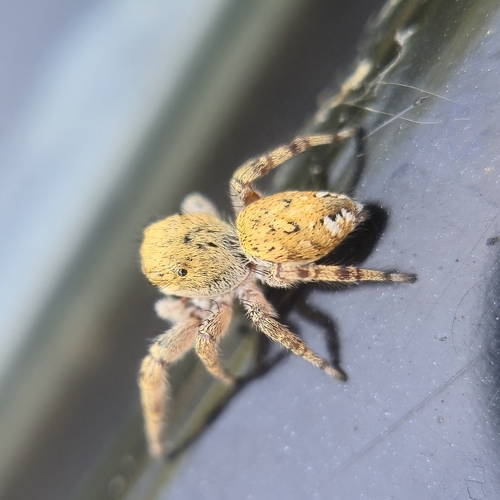 Pelegrina balia