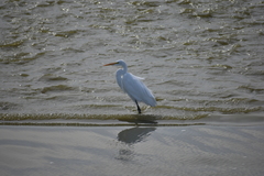 Ardea alba