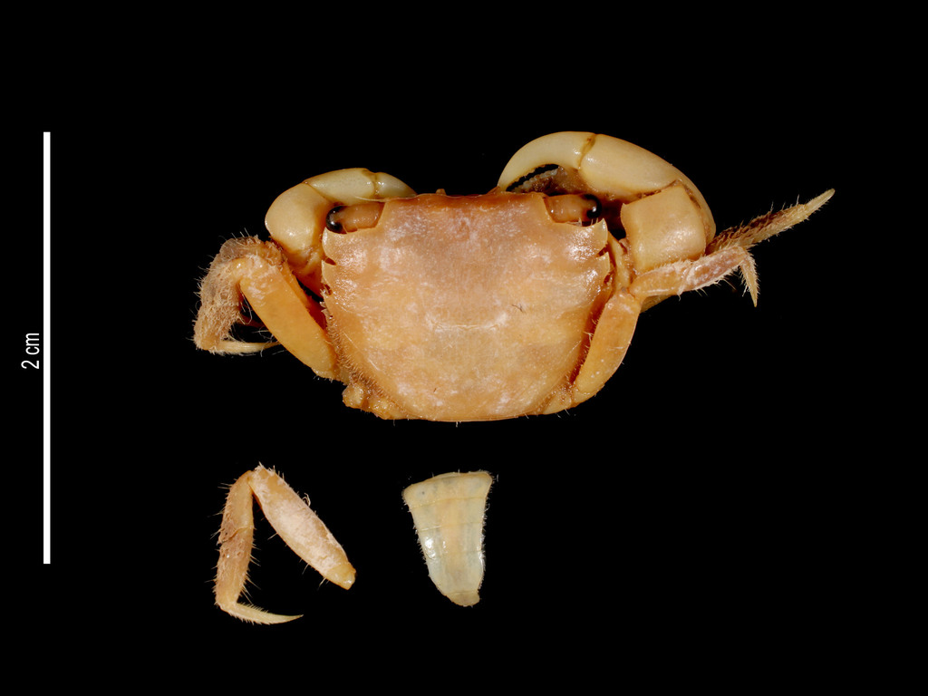 Tetragrapsus jouyi