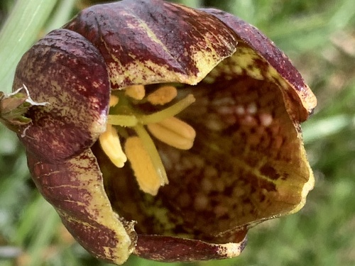 Fritillaria montana, photograph 6