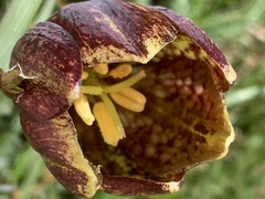 Fritillaria montana, photograph (c) Manuela Fiorini, some rights reserved (CC BY)