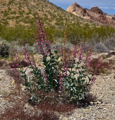Penstemon bicolor roseus