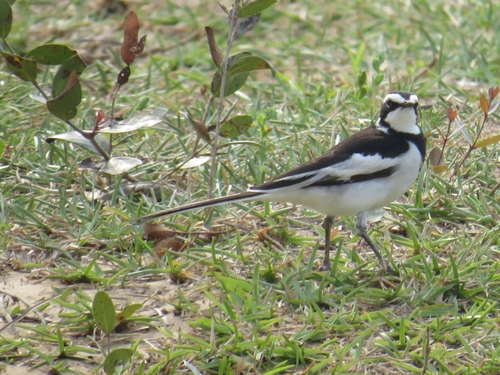 iNaturalist image