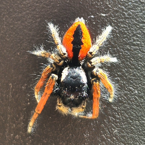 Red-bellied Jumping Spider