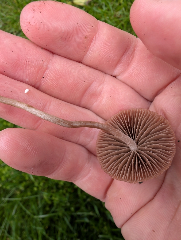 Mower's Mushroom · May 2026 · photo: Photo: (c) Connor McInerney, some rights reserved (CC BY) · iNaturalist