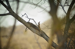 Iguanidae