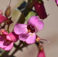 Penstemon bicolor roseus
