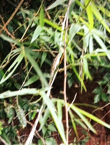 Sahyadri Hills Whipsnake