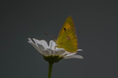 Colias fieldii