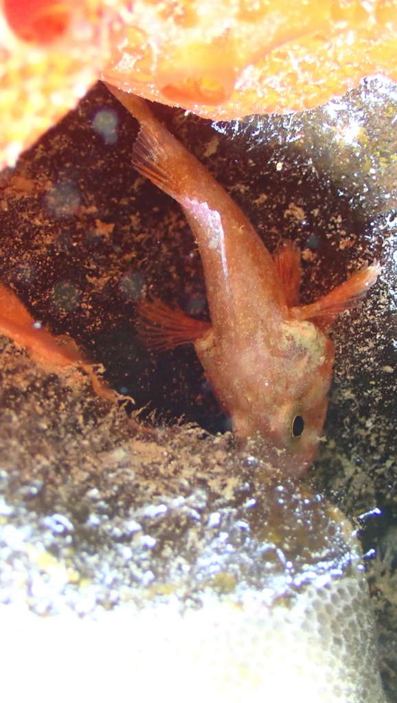 Pygmy Scorpionfish