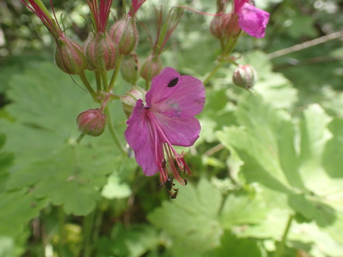 Rock Crane's-bill