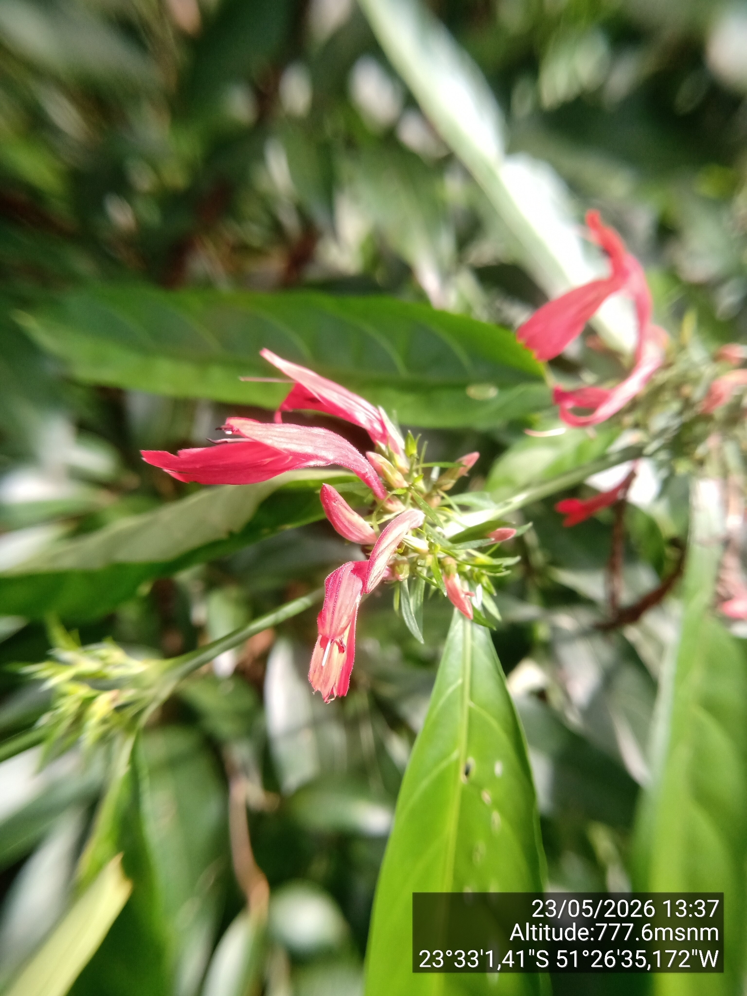 Justicia brasiliana