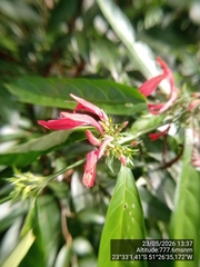 Justicia brasiliana, photograph (c) Paulo C. O. Cunha, some rights reserved (CC BY)