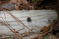 Laphria cinerea