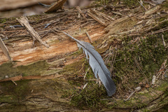 Columba livia domestica