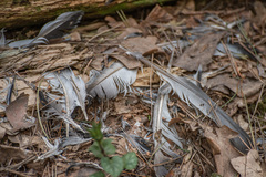 Columba livia domestica