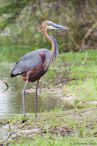 iNaturalist: (c) jefferson_silva, some rights reserved (CC BY-NC), uploaded by jefferson_silva iNaturalist image