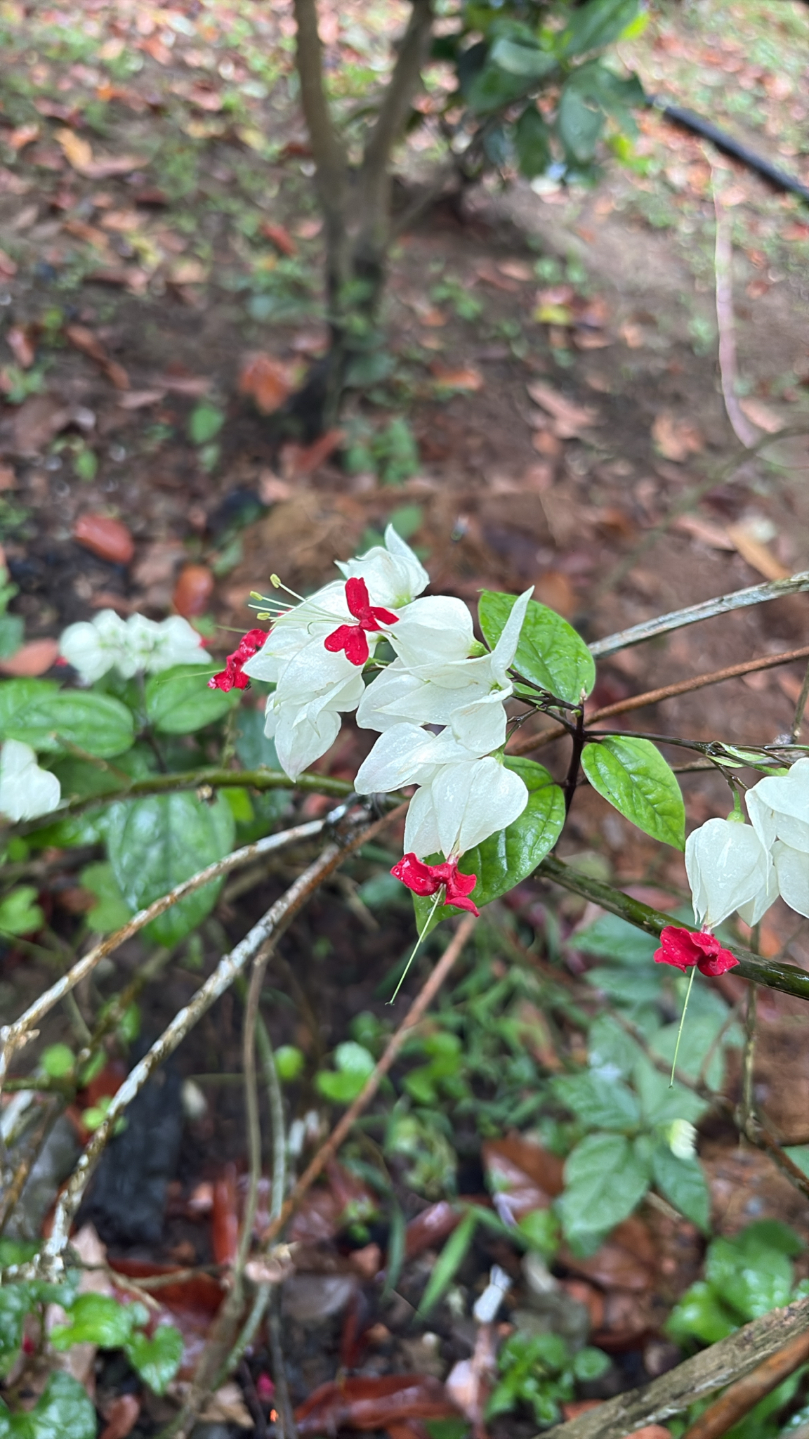 Clerodendrum thomsoniae (Clerodendrum thomsoniae)
