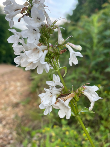 Penstemon tubaeflorus, photograph 5