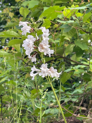 Penstemon tubaeflorus, photograph author not stated, no rights reserved