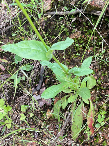 Penstemon tubaeflorus, photograph 4