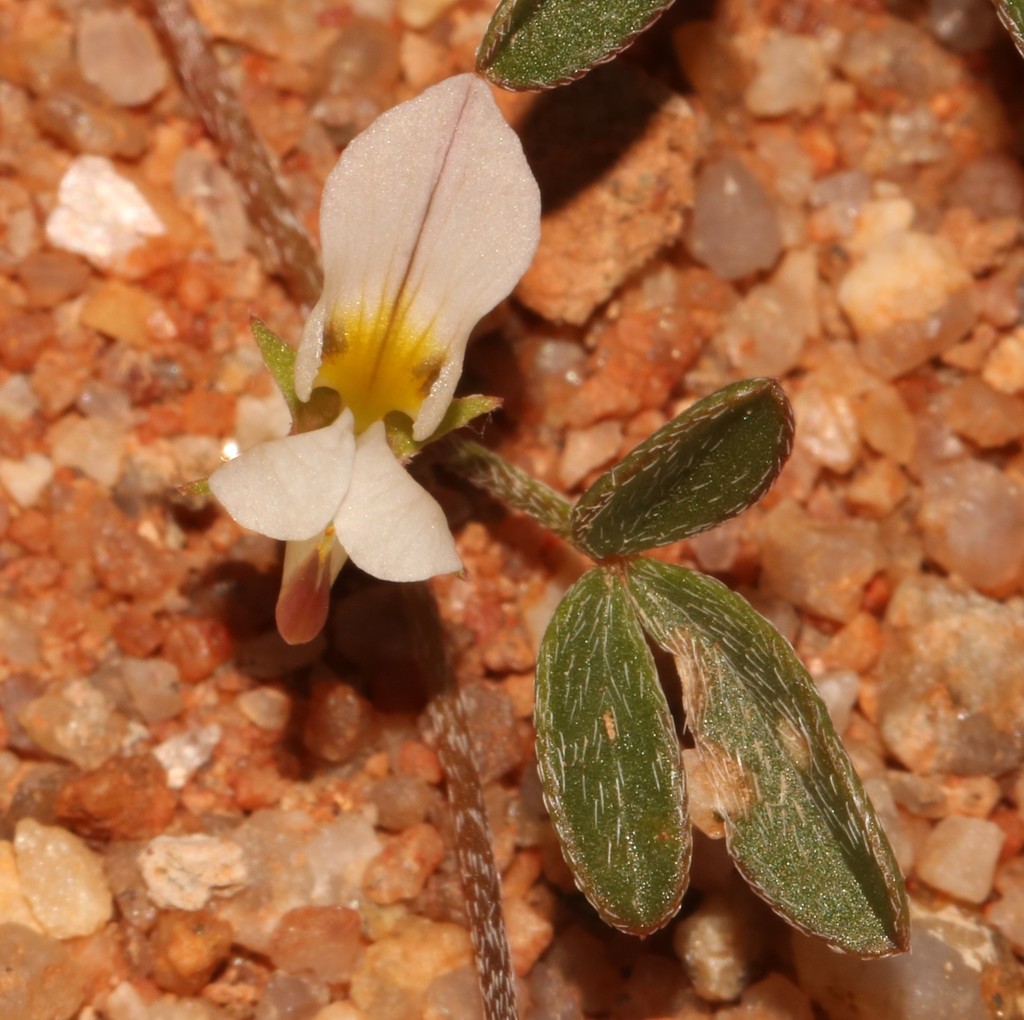 Lotononis falcata