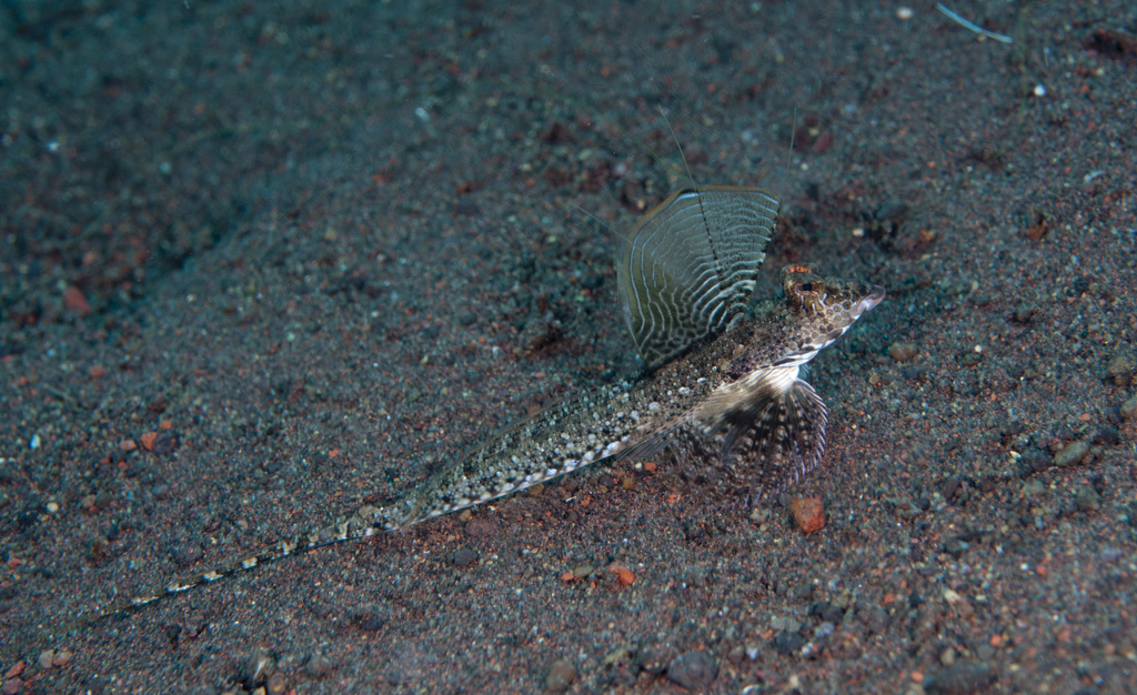 Tethys dragonet