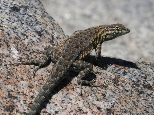 iNaturalist observation photo of Common Side-blotched Lizard