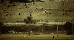 Pterocles orientalis