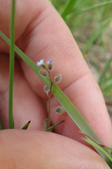 Myosotis ramosissima, photograph (c) Andreas Schneider, some rights reserved (CC BY)