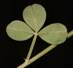 Indigofera meyeriana