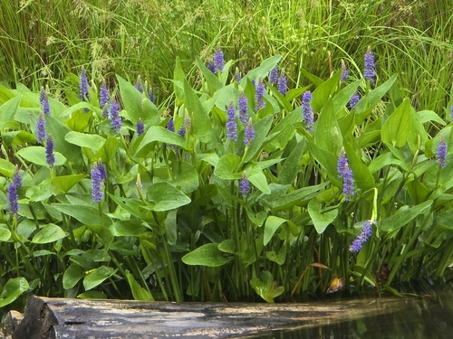pickerelweed