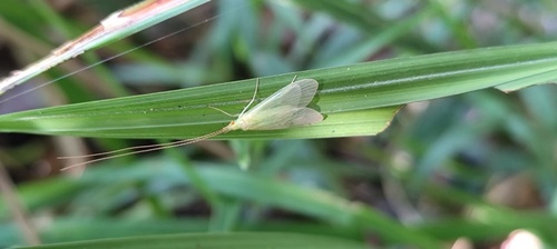 Leptonema viridianum