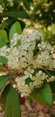 Photinia × fraseri
