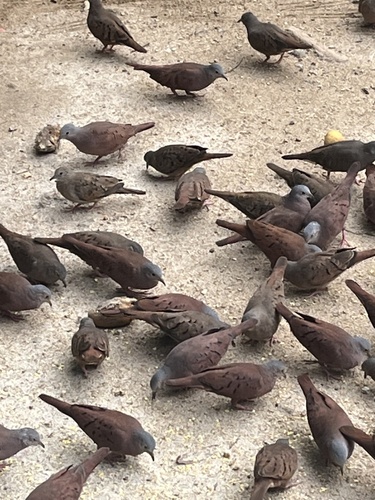 Ruddy Ground Dove
