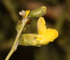 Calobota halenbergensis