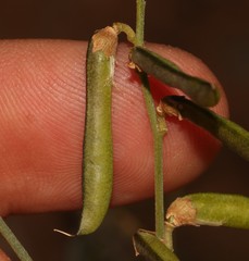 Calobota halenbergensis