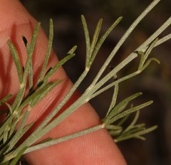 Calobota halenbergensis