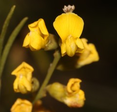 Calobota halenbergensis