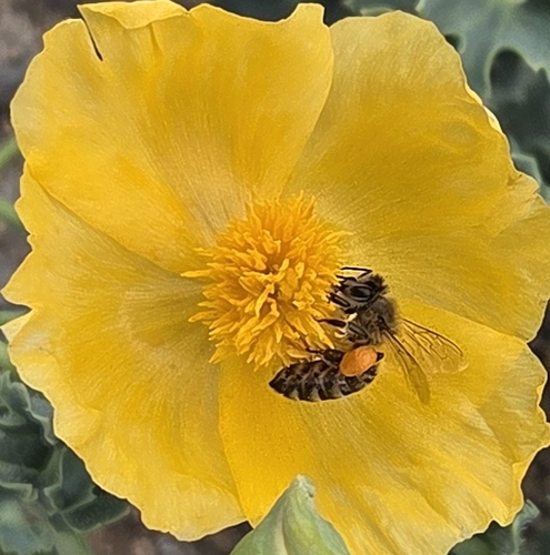 Western Honey Bee