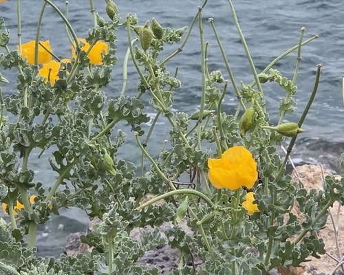 Yellow Horned Poppy
