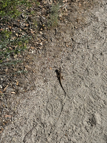 iNaturalist observation photo of Western Whiptail