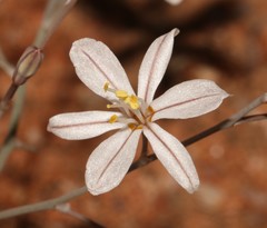 Trachyandra tortilis