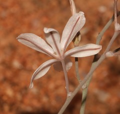 Trachyandra tortilis