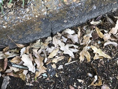 Quercus austrina